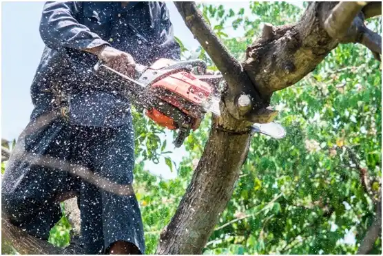 tree services Boquerón